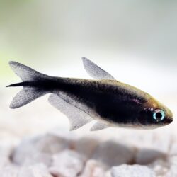 BLACK PALMERİ TETRA 3 ADET OLARAK GÖNDERİLİR