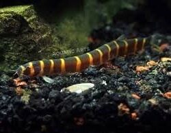 Pangio Kuhlii 5-6 CM 3 ADET GÖNDERİLİR