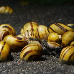 Spixi Salyangozu demır 1 lıra büyüklüğünde 3 adet olarak gönderilir