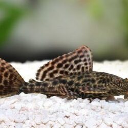 VATOZ LEOPAR 8-10 CM ARASI