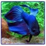 BETA,VEİLTAIL BETTA JUMBO RENK İÇİN  ARANACAKSINIZ