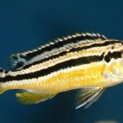 AVRATUS BALIĞI 5 ADET GONDERIM YAPILIR 5 CM