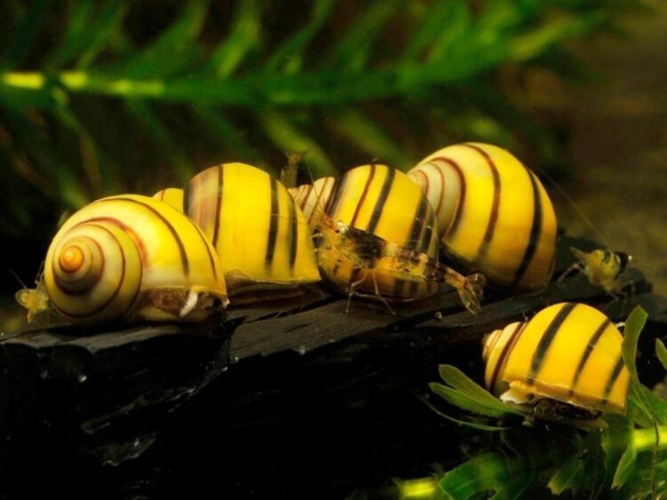 Spixi Salyangozu demır 1 lıra büyüklüğünde 3 adet olarak gönderilir - Görsel 2