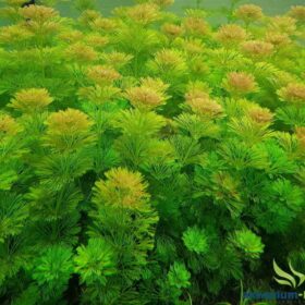 LIMNOPHILA (BORDO UCLU)SESİFİLORA 10-15 KÖK 20 CM UZUNLUGUNDA SAKSILI DEV BOY