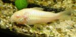 ÇÖPCÜ ALBINO YAVRU 2 CM CİVARI 4 ADET OLARAK GÖNDERİLİR - Görsel 3