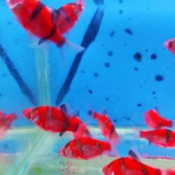 TRANSGENETİK KIRMIZI TETRAZON 2 CM 3 ADET GÖNDERİLİR