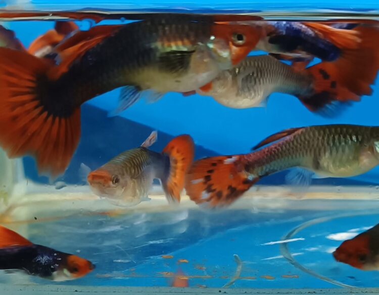 RED KOİ TUXEDO KIRMIZI BURUN HARIKA DAMIZLIK LEPİSTES 2 ERKEK 2 DİŞİ OLARAK GONDERILIR - Görsel 2