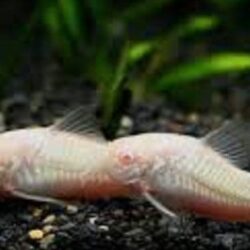 ÇÖPCÜ ALBINO YAVRU 2 CM CİVARI 4 ADET OLARAK GÖNDERİLİR