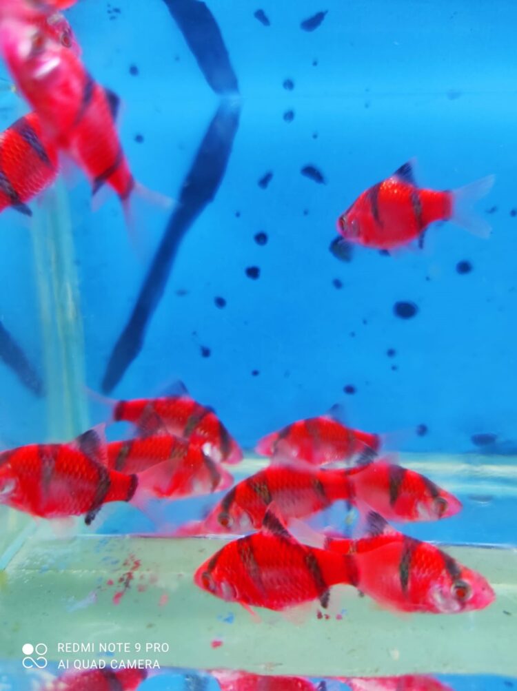 TRANSGENETİK KIRMIZI TETRAZON 2 CM 3 ADET GÖNDERİLİR - Görsel 3