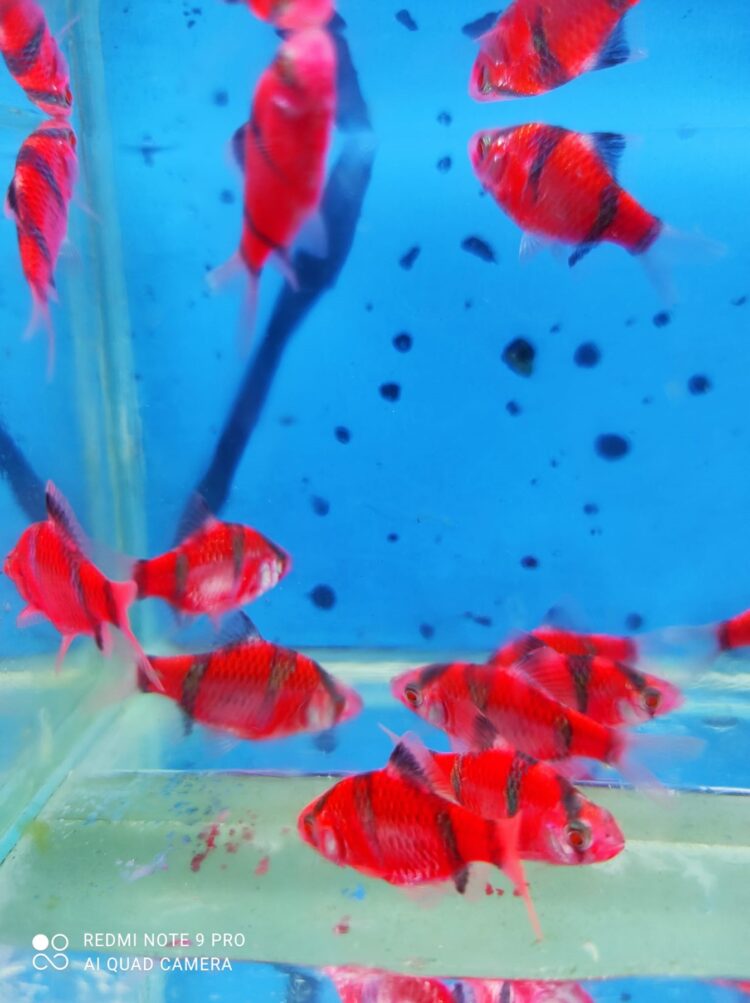 TRANSGENETİK KIRMIZI TETRAZON 2 CM 3 ADET GÖNDERİLİR - Görsel 2