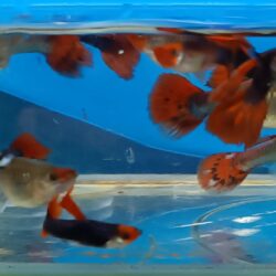 RED KOİ TUXEDO KIRMIZI BURUN HARIKA DAMIZLIK LEPİSTES 2 ERKEK 2 DİŞİ OLARAK GONDERILIR