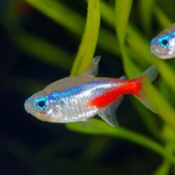 NEON TETRA L IRI BOY 10 ADET OLARAK GÖNDERİLİR