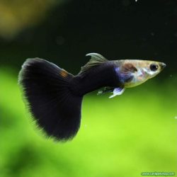 DAMİZLİK HALF BLACK LEPİSTES KAMPANYA 4 ERKEK 6 DİŞİ OLARAK GÖNDERİLİR