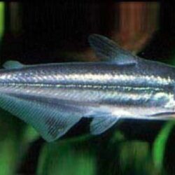 KÖPEK BALIĞI,CHALLENGER 12-14 CM 2 ADET OTOBUS GONDERIM