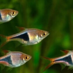 RASPORA HARLEGUİN L BOY TETRA GRUBU SÜRÜ BALIĞI 3 ADET GÖNDERİLİR