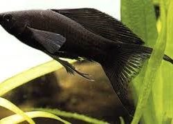 BLACK AY KUYRUK MOLY BALIĞI,DAMIZLIK 2 ERKEK 3 DİŞİ OLARAK