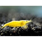 Sarı Ateş Karides 10 Adet