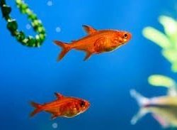 Ember Tetra 1,5-2 CM TETRA TÜRÜ 5 ADET OLARAK GÖNDERİLİR