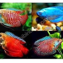 COBALT GURAMİ 5 CM KIRMIZI MAVİ RENK 2 ADET DAMIZLIK