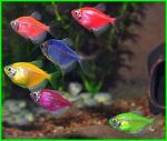 TRANSGENETİK TETRA 2 CM ,10 ADET OLARAK GÖNDERİLİR