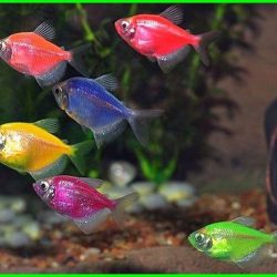 TRANSGENETİK TETRA 2 CM ,10 ADET OLARAK GÖNDERİLİR