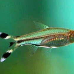Rasbora-  scissor tail DAMIZLIK BOY TETRA GRUBU SÜRÜ BALIĞI 3 ADET GÖNDERİLİR
