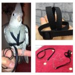 muhabbet kuşu Tasması