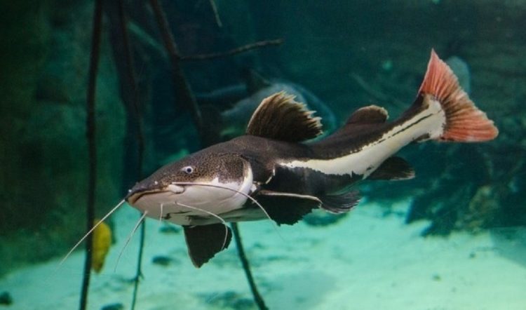 RED TAİL CAT FISH KEDİ BALIĞI 10-12 CM ARASI 2 ADET OLARAK GONDERILIR - Görsel 2