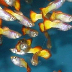 SUNSET LEPİSTES GENÇ DAMIZLIK 10 ADET OLARAK GÖNDERİLİR