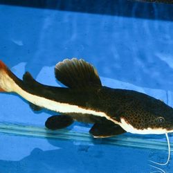 RED TAİL CAT FISH KEDİ BALIĞI 10-12 CM ARASI 2 ADET OLARAK GONDERILIR