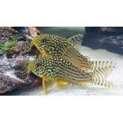 JULİ  STERBAI 3-4 CM SÜRÜ  ÇÖPCÜ BALIĞI 5 ADET FIYATIDIR