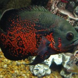 ASTRONOT 3-4 CM ARASI 2 ADET YOLLANILIR FIYAT 2 ADET FIYATIDIR