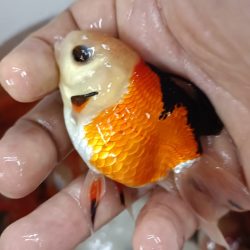 ORANDA PANDA JAPONLAR 11-13 CM 3 ADET GÖNDERİLİR