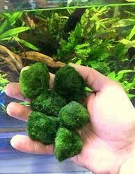 MOSS TOP EN UYGUN FIYAT 4-5 CM ARALIGI ALSANCAKPETSHOP