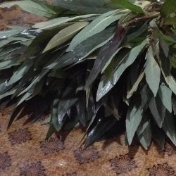 KAHVE TÜTÜN  8-10 KÖK BİR BAĞ 20-25 CM ARASI