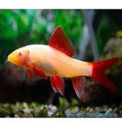 ALBİNO 5-6 CM FERANATUS LABIO ÇÖPCÜ BALIĞI 2 ADET GÖNDERILIR