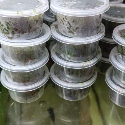 christmas MOSS KAPTA İTHAL MOSS BITKISI