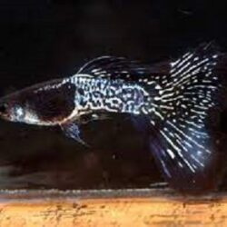 METAL BLACK LACE İTHAL DAMIZLIK LEPİSTES 2 ERKEK 2 DİŞİ OLARAK GÖNDERİLİR