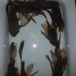 CÜCE TÜL VATOZ 4-5 CM ARASI