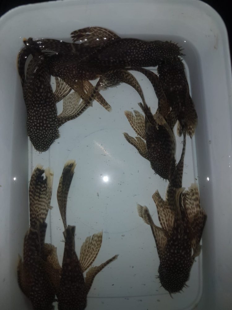 CÜCE TÜL VATOZ 4-5 CM ARASI - Görsel 1