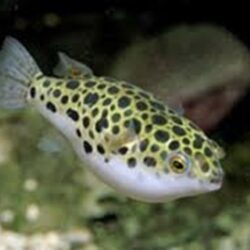 GREEN PUFFER 5-6CM