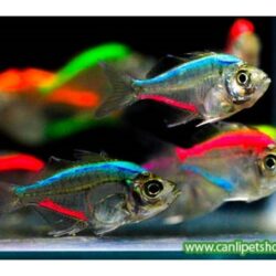 GÖKKUŞAĞI TETRA XL BOY RENGARENK 5 ADET GONDERILIR