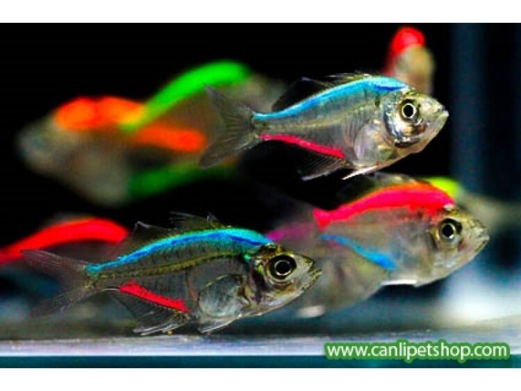 GÖKKUŞAĞI TETRA XL BOY RENGARENK 5 ADET GONDERILIR - Görsel 2