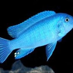 MAVİ PRENSES 4-5 CM 5 ADET OLARAK GÖNDERİM YAPILIR