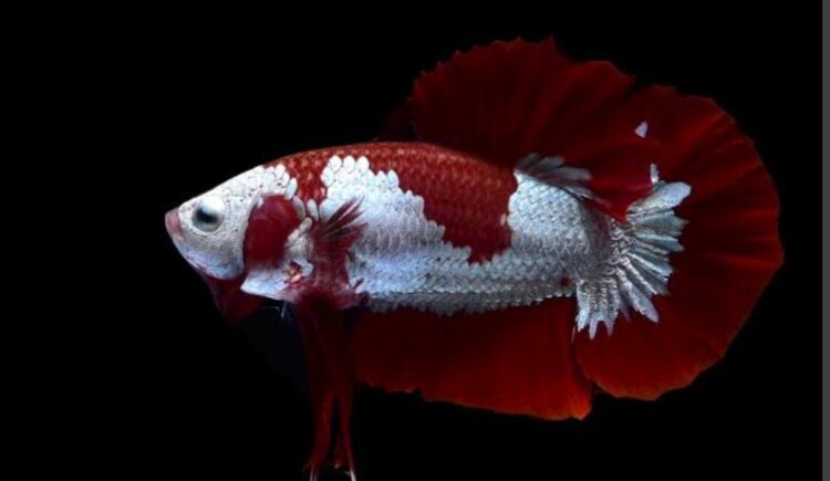 GALAXY DİŞİ BETALAR DAMIZLIK KAMPANYA RENGARENK - Görsel 4