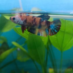 GALAXY DİŞİ BETALAR DAMIZLIK KAMPANYA RENGARENK