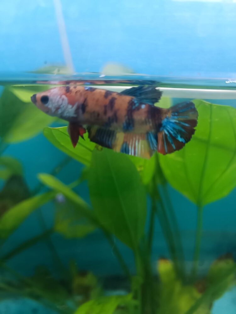 GALAXY DİŞİ BETALAR DAMIZLIK KAMPANYA RENGARENK - Görsel 3