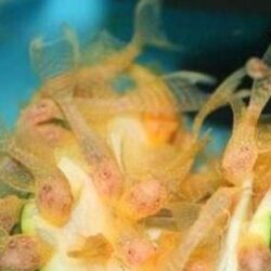 L 144 ALBINO KIRMIZI GÖZ CÜCE TÜL VATOZ 4-5 CM ARASI