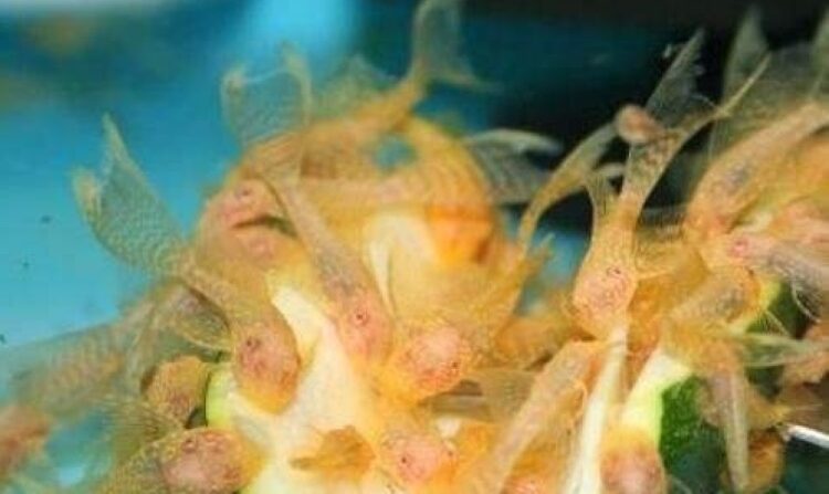 L 144 ALBINO KIRMIZI GÖZ CÜCE TÜL VATOZ 4-5 CM ARASI - Görsel 1
