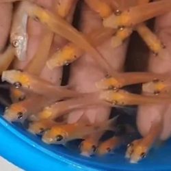 YOSUN YIYICI 3 CM KAMPANYA 3 ADET GONDERIM YAPILIR